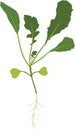 Sprout of Arugula Rucola or Rocket salad plant with green leaves and root system